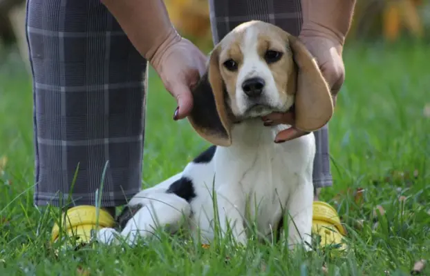 Beagle Panny do wzięcia  ZKwP/FCI  po Champione Polski 4