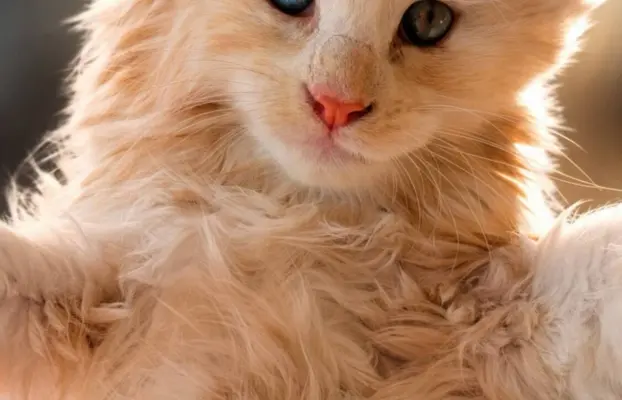 Maine coon- wyjątkowe kocurki szukają domu. 1