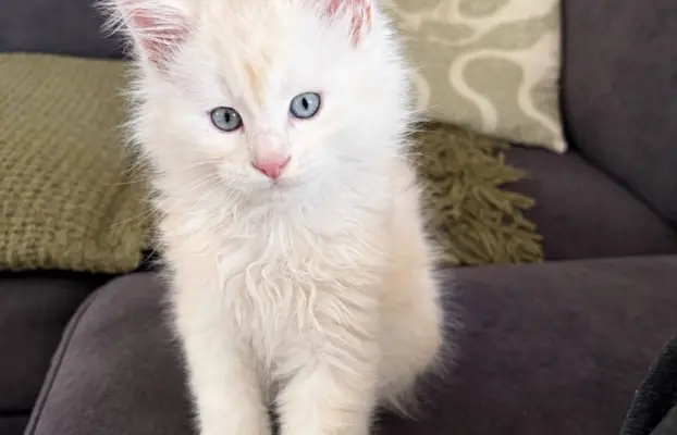 Maine coon- wyjątkowe kocurki szukają domu. 2