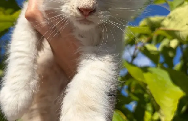 Maine coon- wyjątkowe kocurki szukają domu. 3