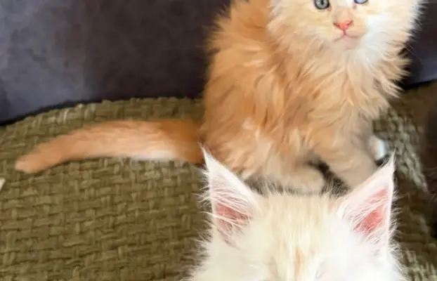 Maine coon- wyjątkowe kocurki szukają domu. 4
