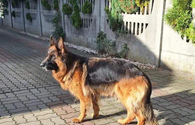 OWCZAREK NIEMIECKI DLUGOWLOSY 7