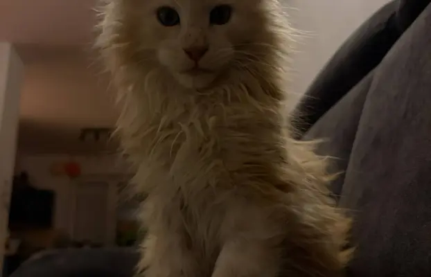 Maine coon- wyjątkowe kocurki szukają domu. 6