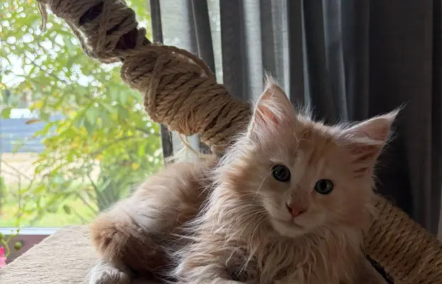 Maine coon- wyjątkowe kocurki szukają domu. 7