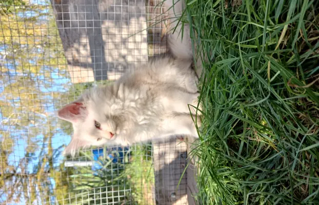 Maine coon- wyjątkowe kocurki szukają domu. 8
