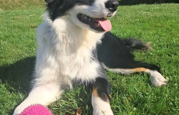 Border Collie - piesek BAGI - z hodowli NEGRESSE 4