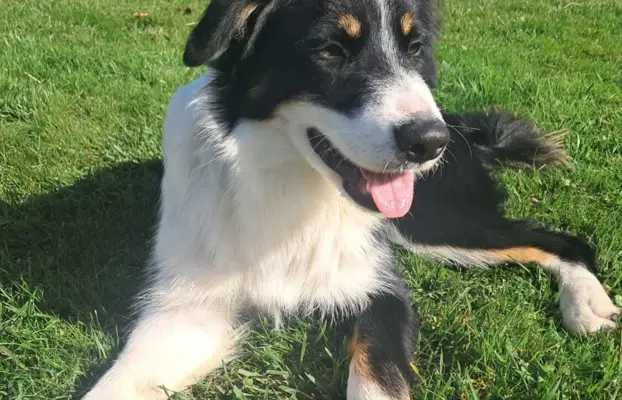 Border Collie - piesek BAGI - z hodowli NEGRESSE 2