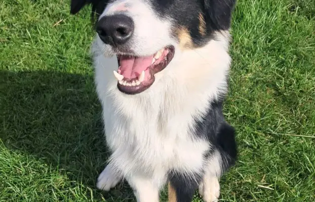 Border Collie - piesek BAGI - z hodowli NEGRESSE 3