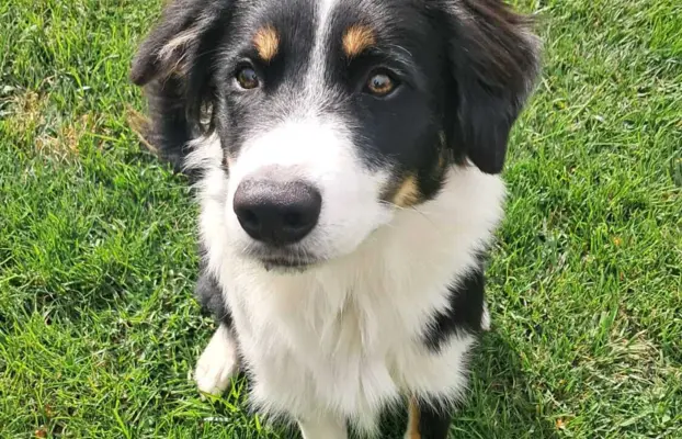 Border Collie - piesek BAGI - z hodowli NEGRESSE 5