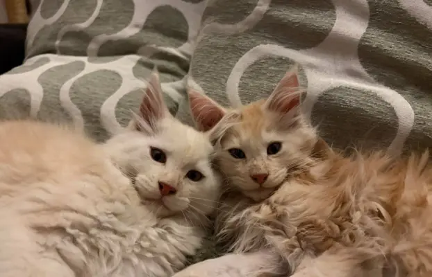 Maine coon- wyjątkowe kocurki szukają domu. 11