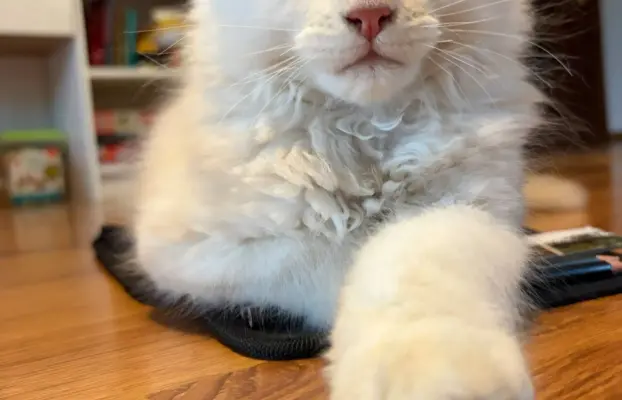 Maine coon- wyjątkowe kocurki szukają domu. 2