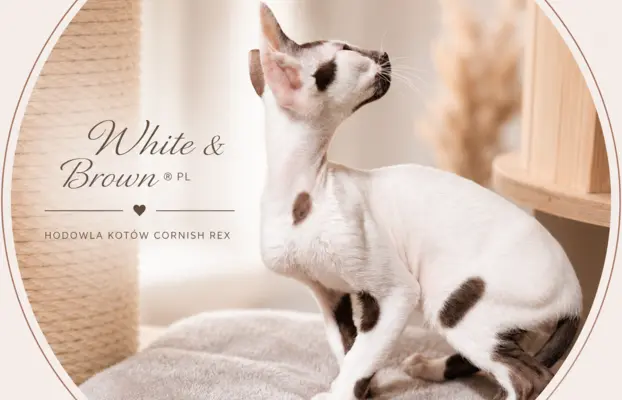 Cornish Rex  kocurek arlekin  gotowy do odbioru rodowód 1