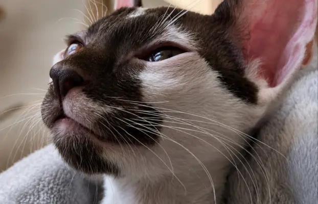 Cornish Rex  kocurek arlekin  gotowy do odbioru rodowód 2