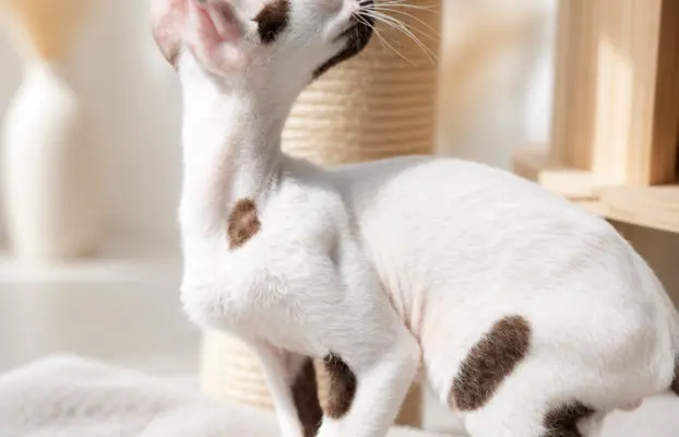 Cornish Rex  kocurek arlekin  gotowy do odbioru rodowód 3