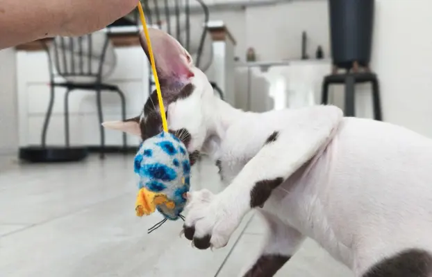 Cornish Rex  kocurek arlekin  gotowy do odbioru rodowód 5
