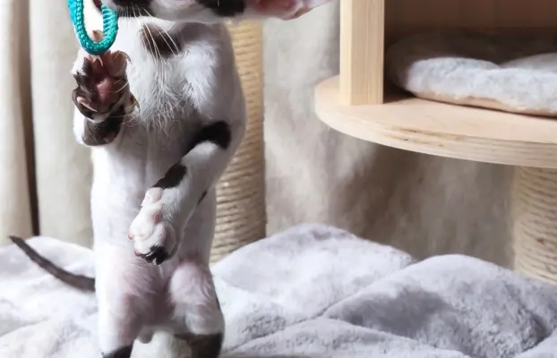 Cornish Rex  kocurek arlekin  gotowy do odbioru rodowód 6