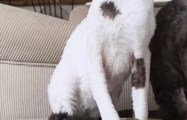 Cornish Rex  kocurek arlekin  gotowy do odbioru rodowód 7