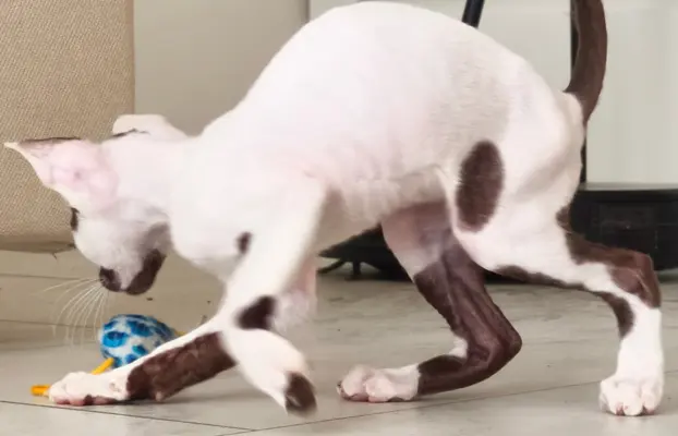 Cornish Rex  kocurek arlekin  gotowy do odbioru rodowód 8