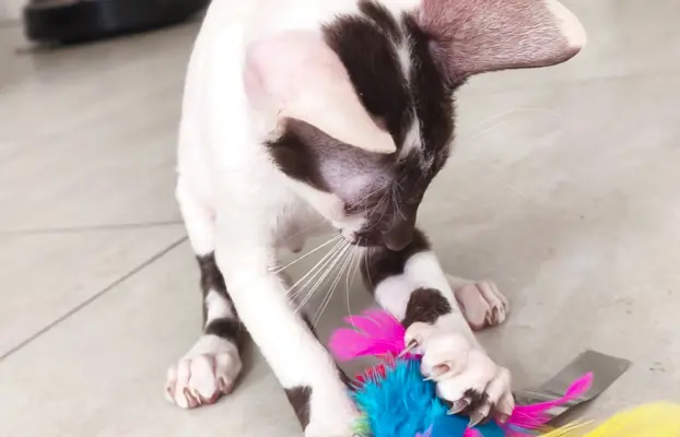 Cornish Rex  kocurek arlekin  gotowy do odbioru rodowód 9