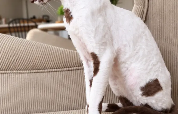 Cornish Rex  kocurek arlekin  gotowy do odbioru rodowód 10