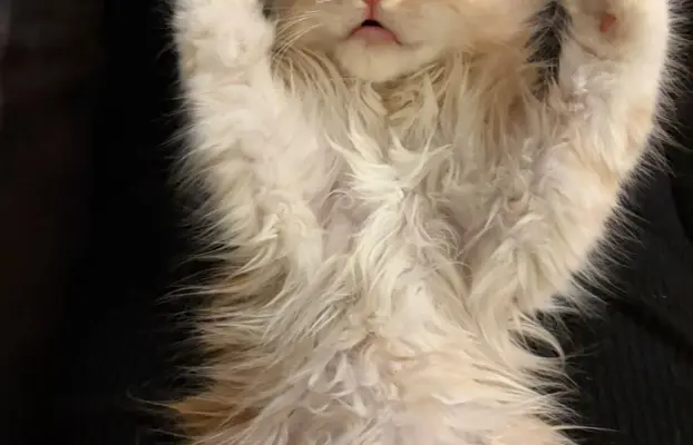 Maine coon- wyjątkowe kocurki szukają domu. 12