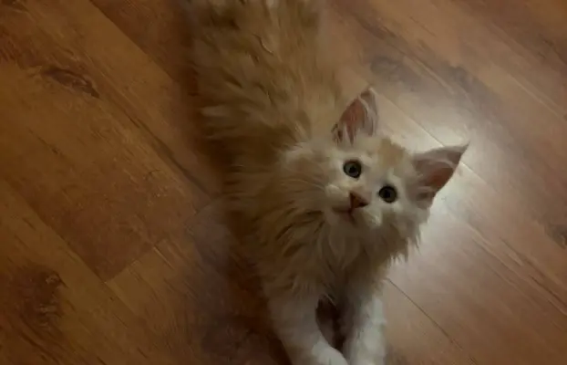 Maine coon- wyjątkowe kocurki szukają domu. 13
