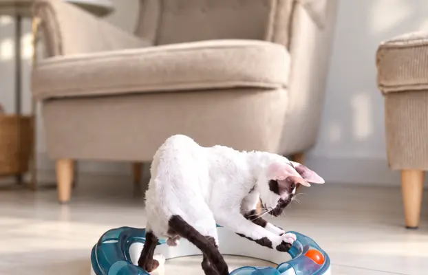 Cornish Rex  kocurek arlekin  gotowy do odbioru rodowód 6