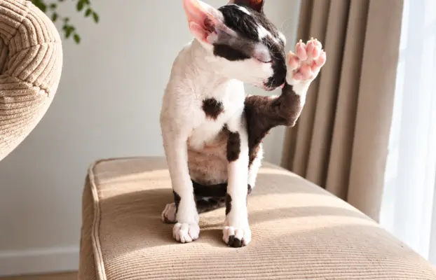 Cornish Rex  kocurek arlekin  gotowy do odbioru rodowód 7