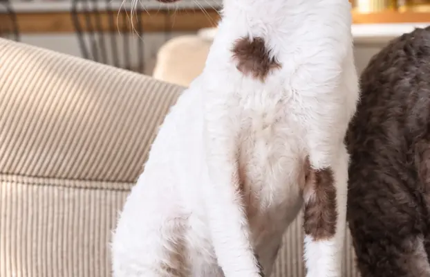 Cornish Rex  kocurek arlekin  gotowy do odbioru rodowód 4