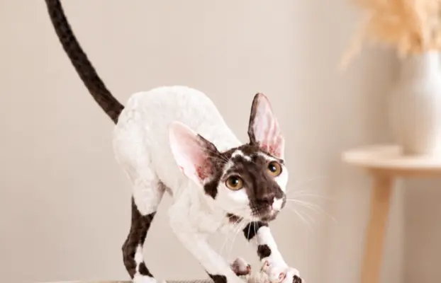 Cornish Rex  kocurek arlekin  gotowy do odbioru rodowód 13