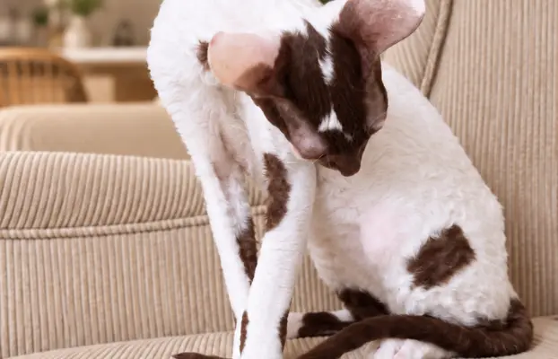 Cornish Rex  kocurek arlekin  gotowy do odbioru rodowód 3
