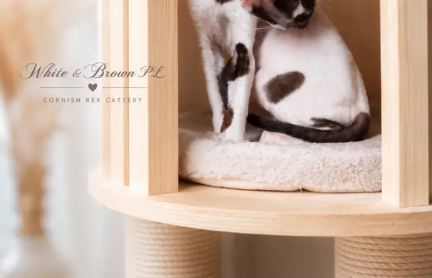 Cornish Rex  kocurek arlekin  gotowy do odbioru rodowód 8