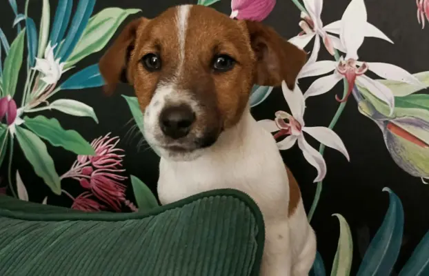 Wzorcowy Jack Russell piękna budowa rodzice FCI 1