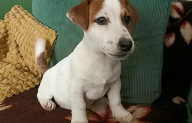 Wzorcowy Jack Russell piękna budowa rodzice FCI 2