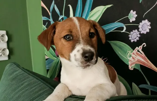 Wzorcowy Jack Russell piękna budowa rodzice FCI 3
