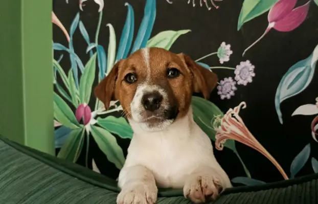 Wzorcowy Jack Russell piękna budowa rodzice FCI 4
