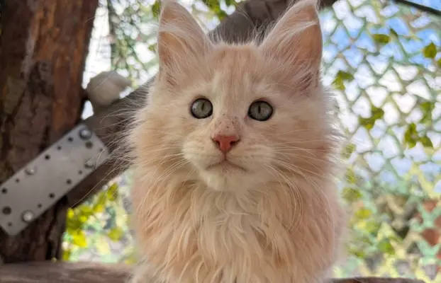 Maine coon- wyjątkowe kocurki szukają domu. 5