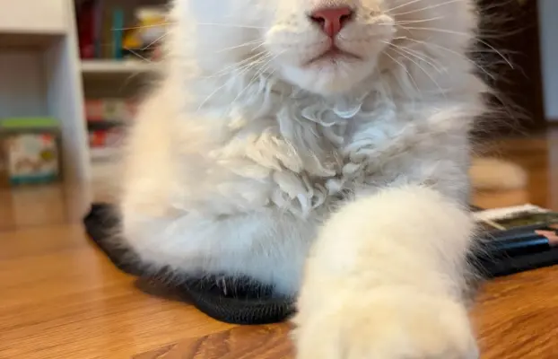 Maine coon- wyjątkowe kocurki szukają domu. 6