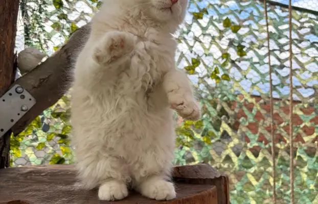 Maine coon- wyjątkowe kocurki szukają domu. 7