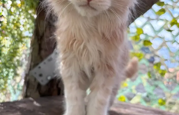 Maine coon- wyjątkowe kocurki szukają domu. 8