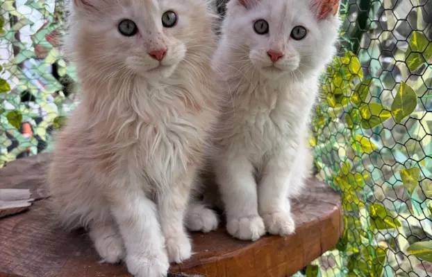 Maine coon- wyjątkowe kocurki szukają domu. 9