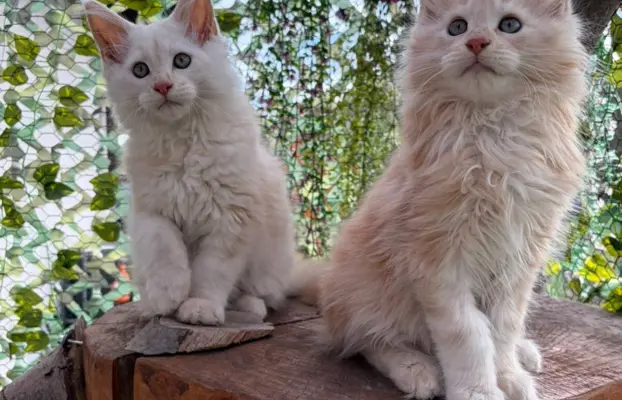 Maine coon- wyjątkowe kocurki szukają domu. 10