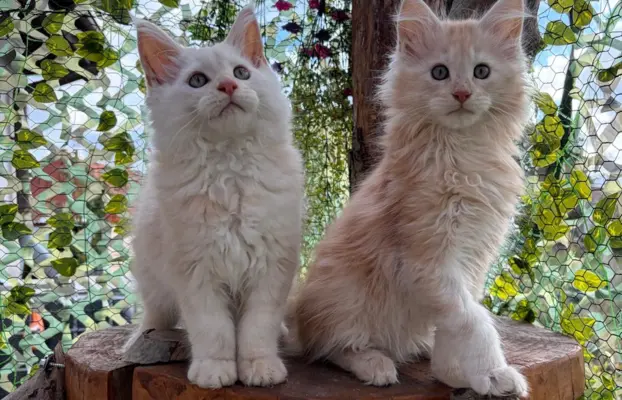 Maine coon- wyjątkowe kocurki szukają domu. 11