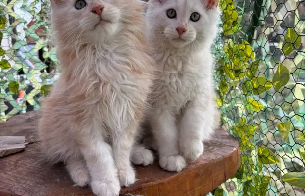 Maine coon- wyjątkowe kocurki szukają domu. 12