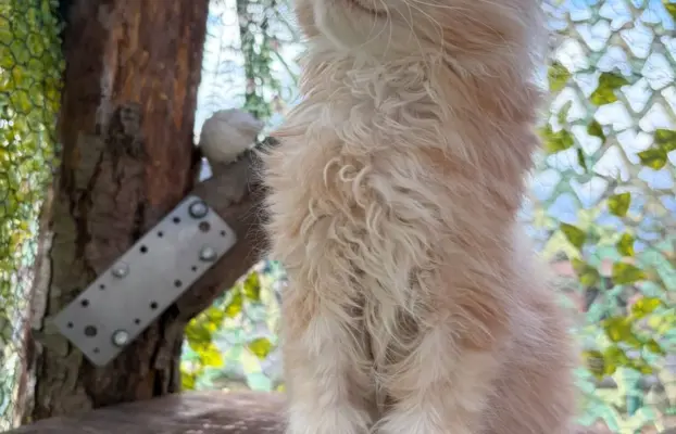 Maine coon- wyjątkowe kocurki szukają domu. 12