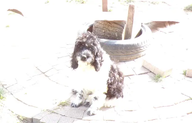 Cockapoo biało/ czarne i Blue Roan, 5 miesięcy, 1