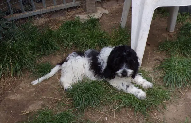 Cockapoo biało/ czarne i Blue Roan, 5 miesięcy, 2