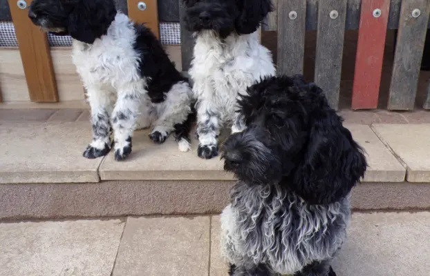 Cockapoo biało/ czarne i Blue Roan, 5 miesięcy, 3