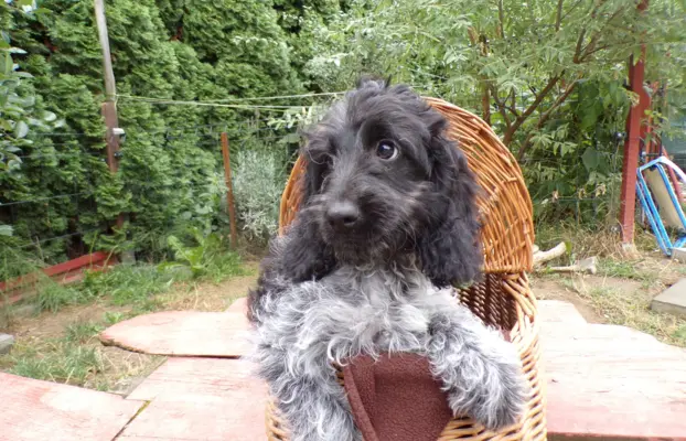 Cockapoo biało/ czarne i Blue Roan, 5 miesięcy, 5