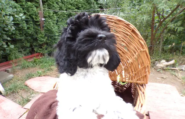 Cockapoo biało/ czarne i Blue Roan, 5 miesięcy, 4